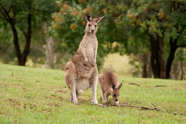 Mother and joey (2)